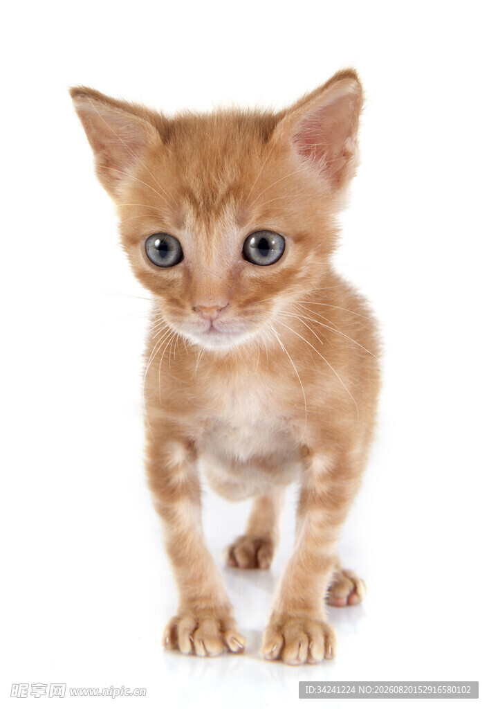 可爱小橘猫眼神灵动