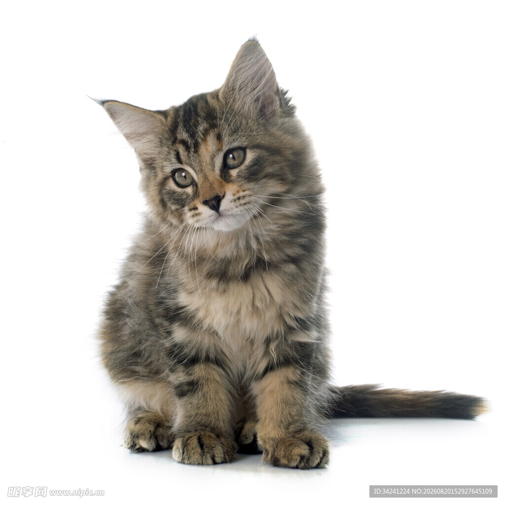 可爱小猫端坐