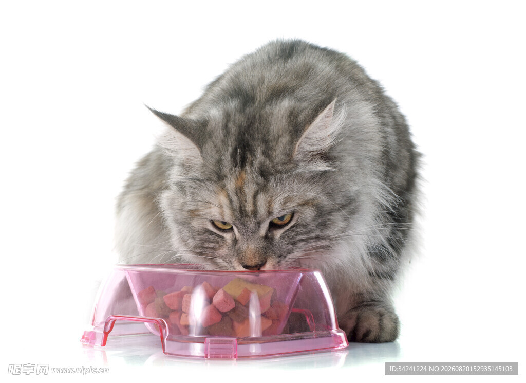 猫咪嗅探透明塑料容器