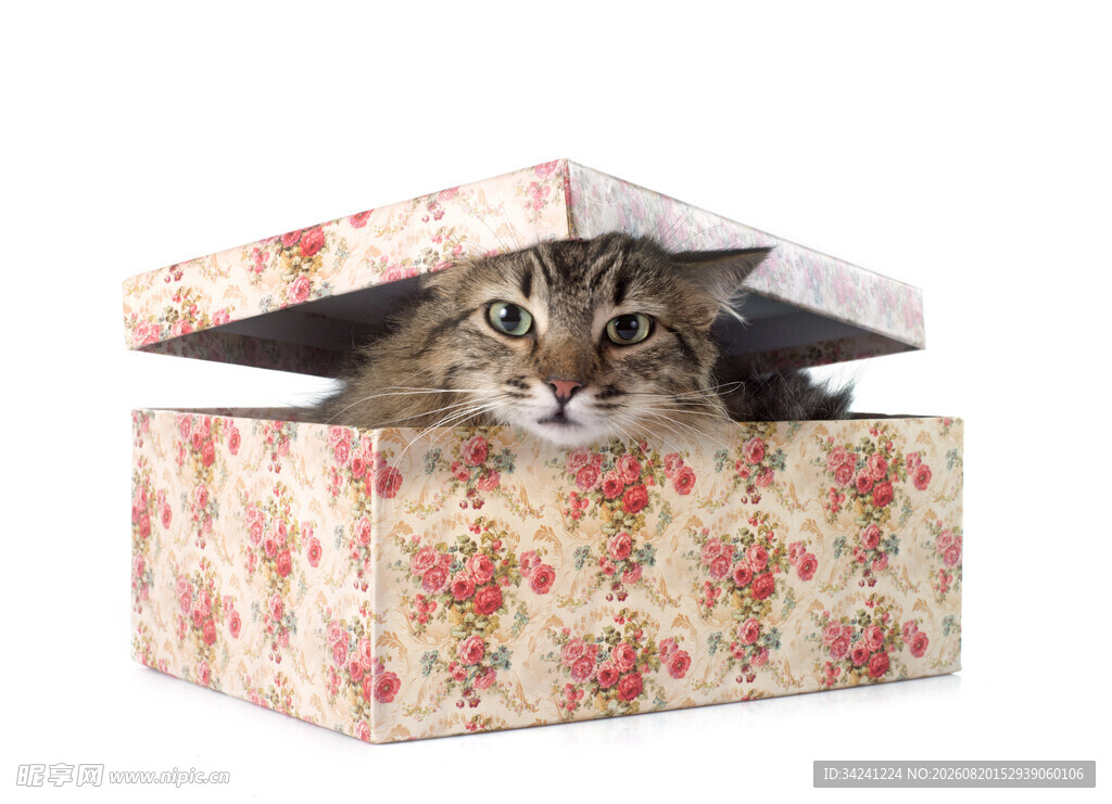 花盒里探出头的可爱猫咪