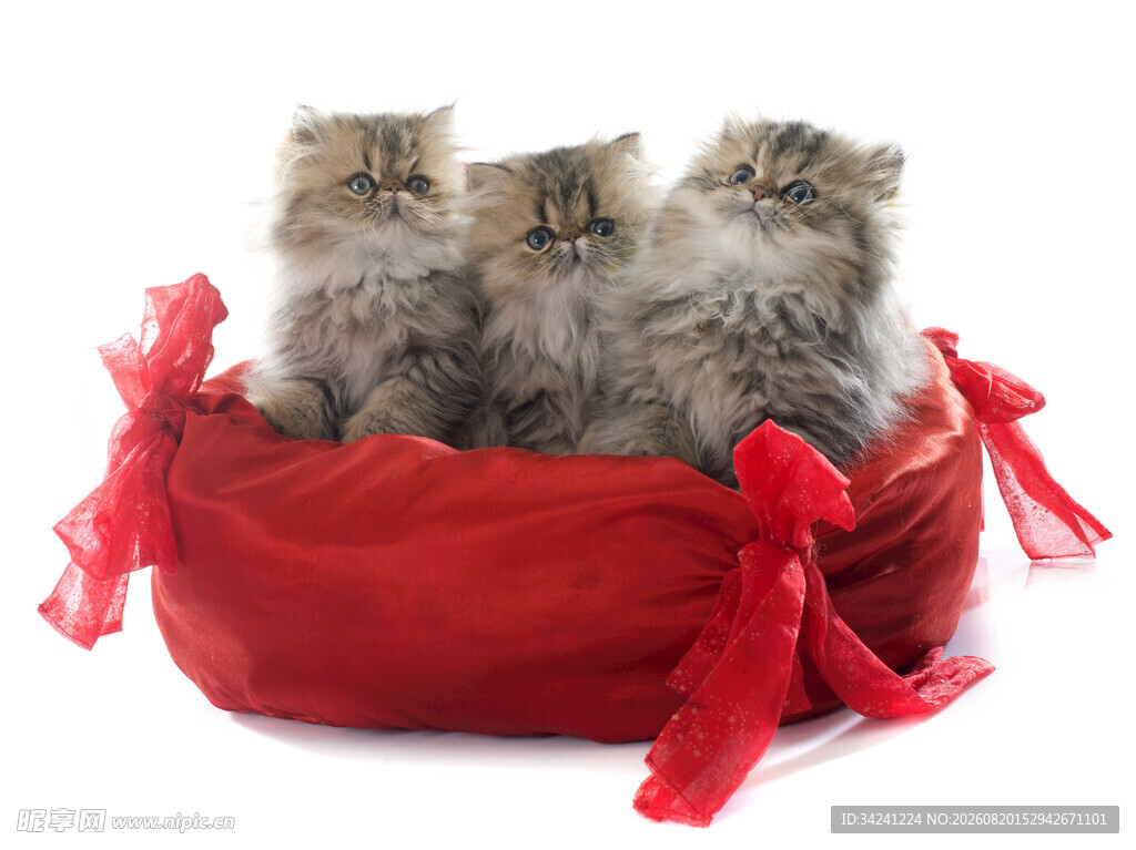 三只小猫在红色袋子里