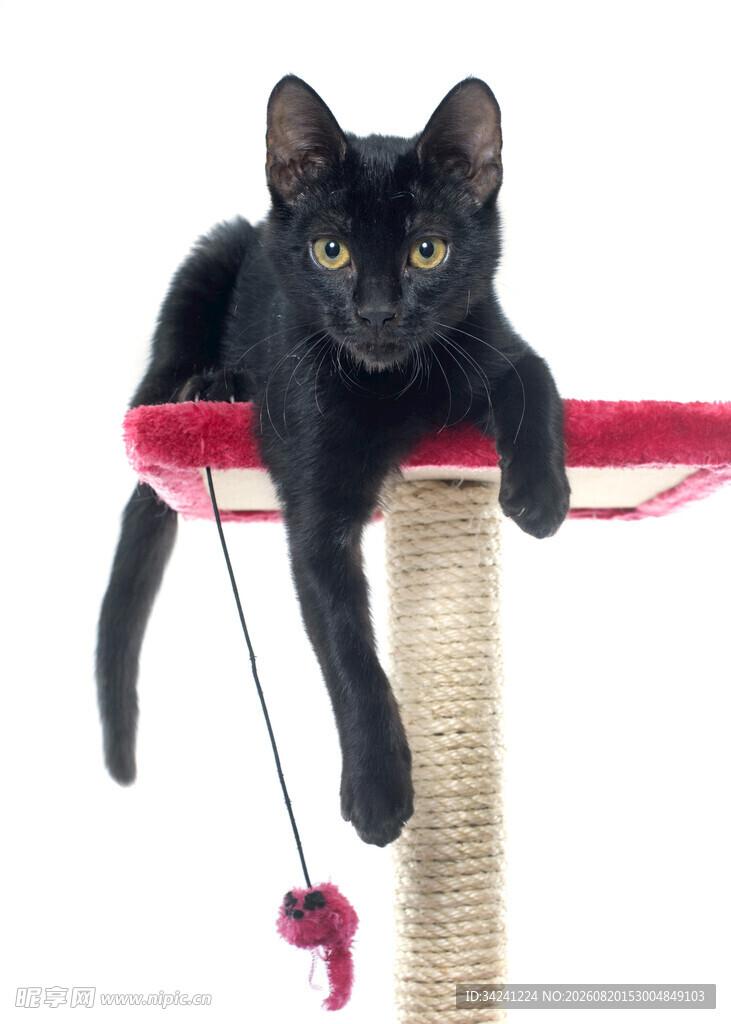 黑猫趴猫抓板玩逗猫绳