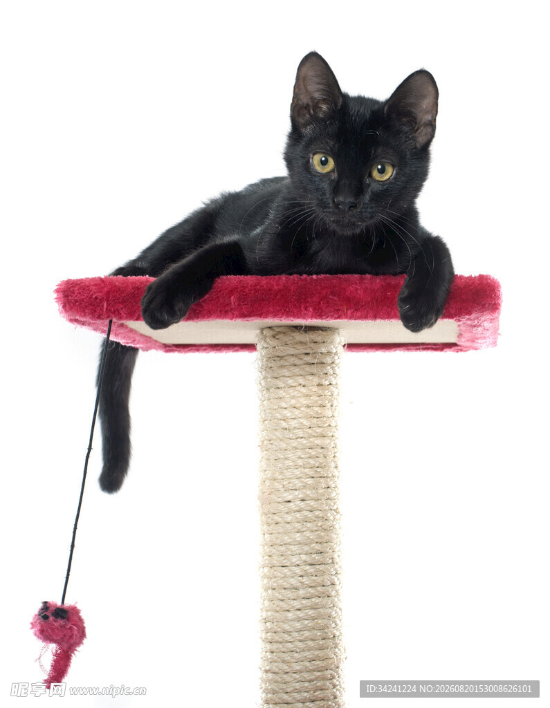 黑猫趴猫抓板上玩耍
