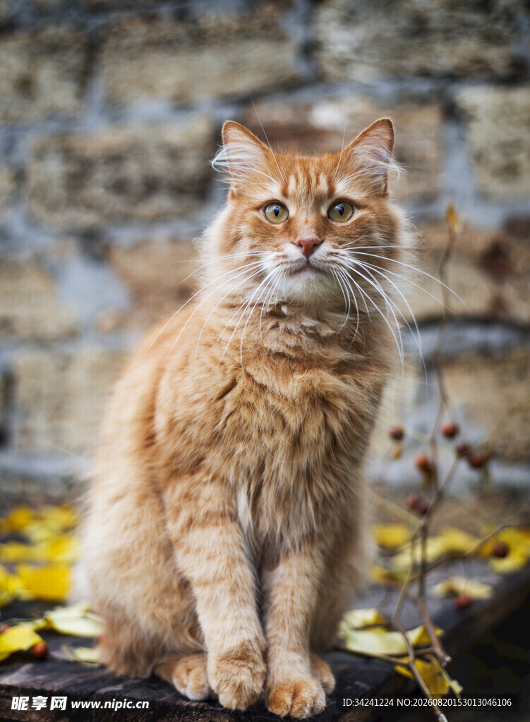 橘色长毛猫坐于石墙前