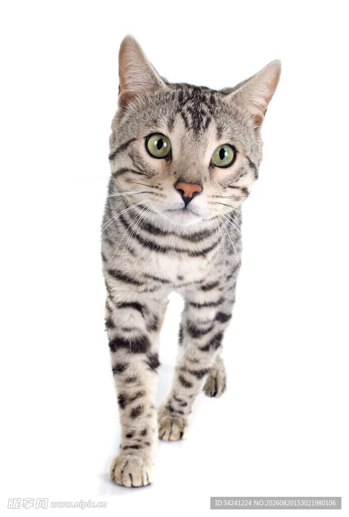 可爱条纹猫迈步瞬间