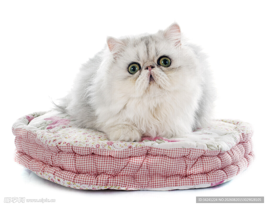 萌猫躺粉色猫窝