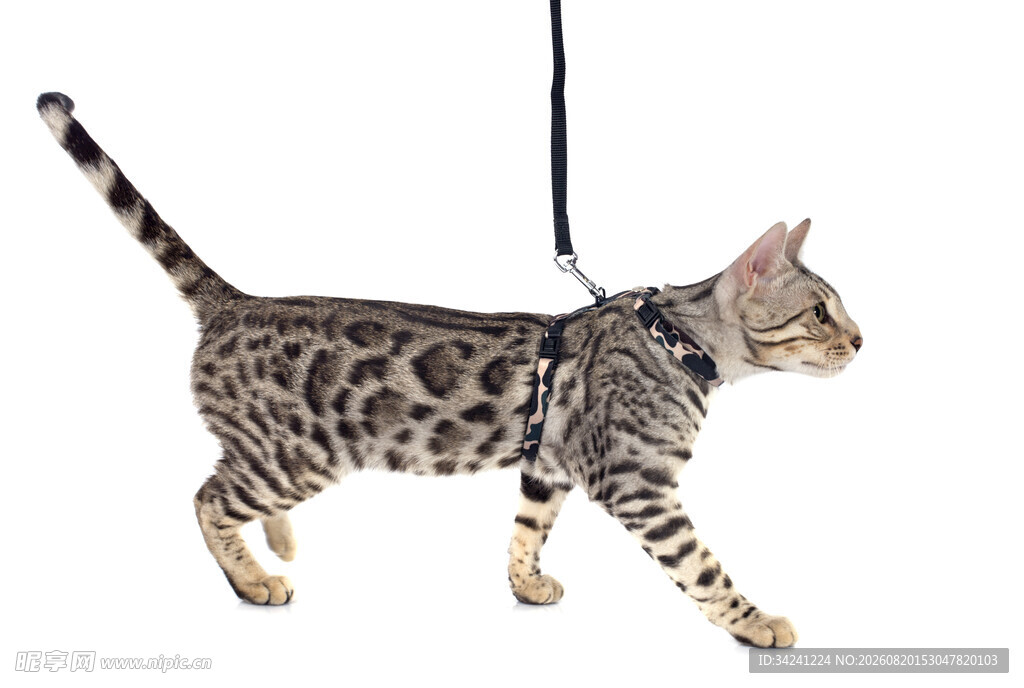 豹纹猫系牵引绳行走