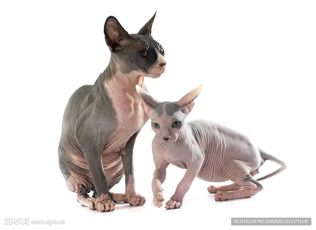 无毛猫母子依偎画面