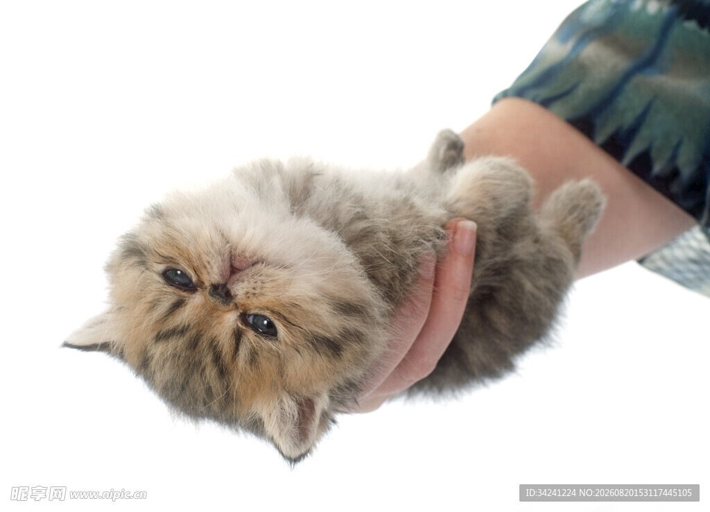 手托可爱长毛小猫咪