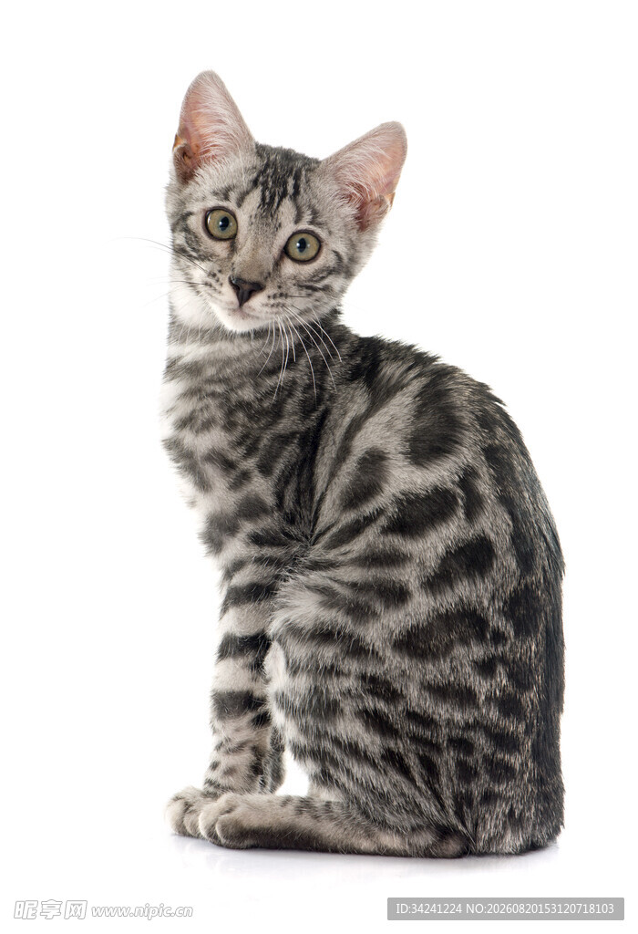 可爱斑纹小猫端坐