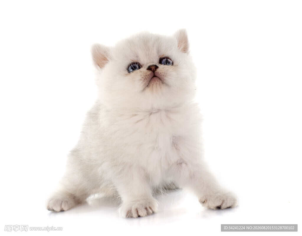 可爱白色小猫乖巧坐姿