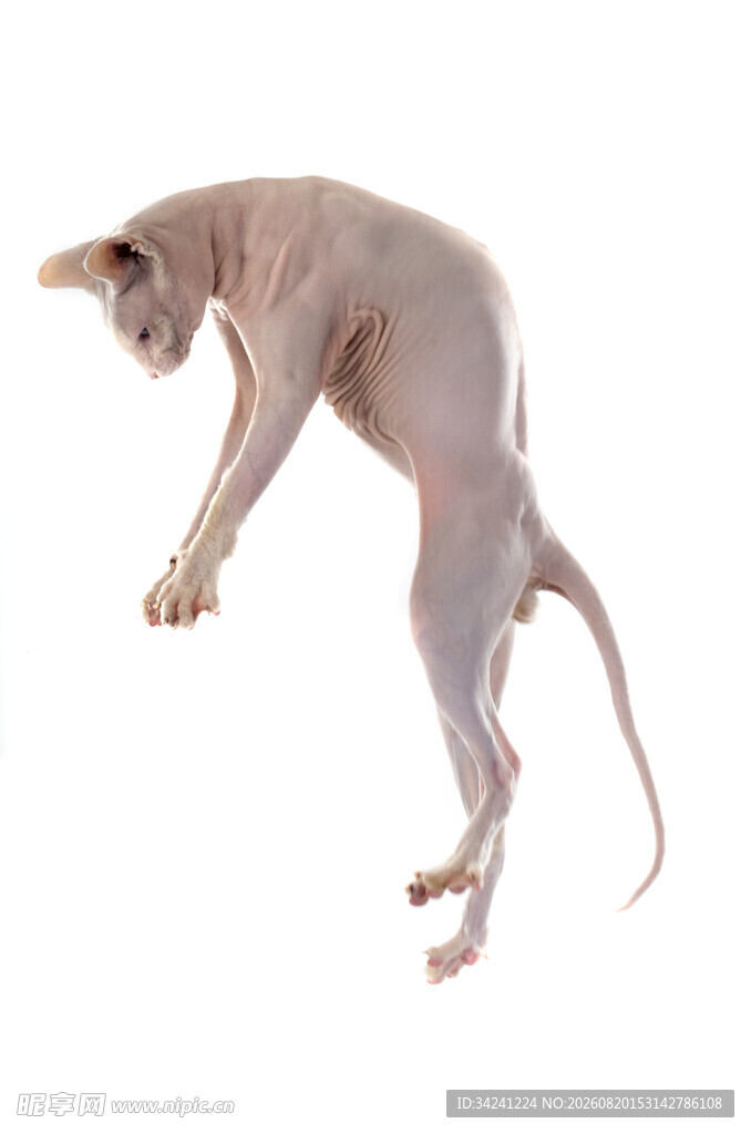 无毛猫跃起瞬间