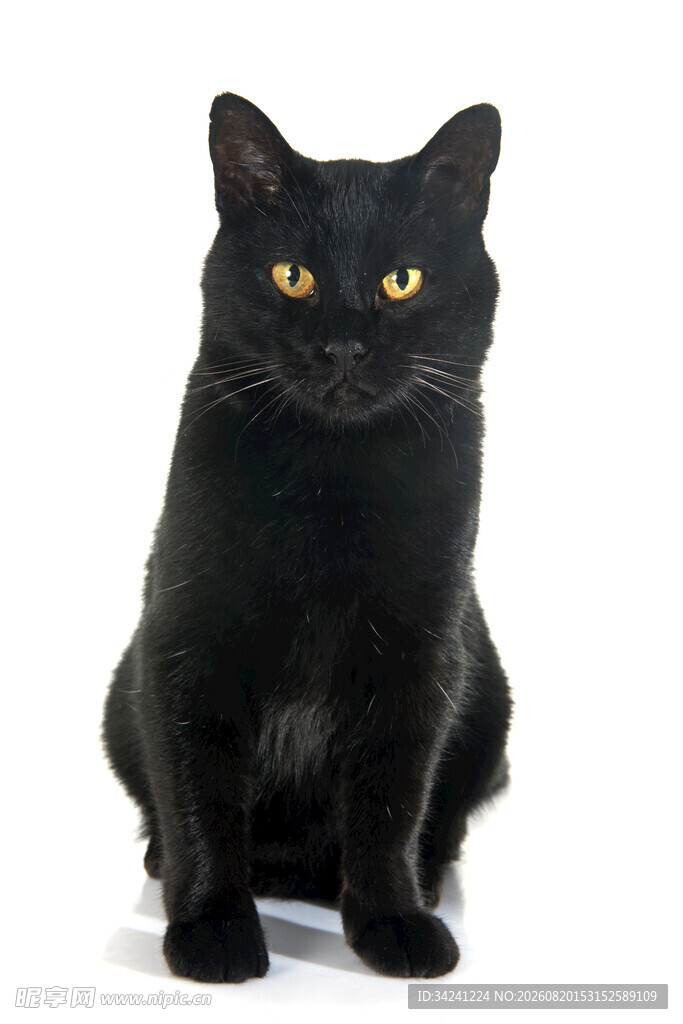 黑色猫咪端坐