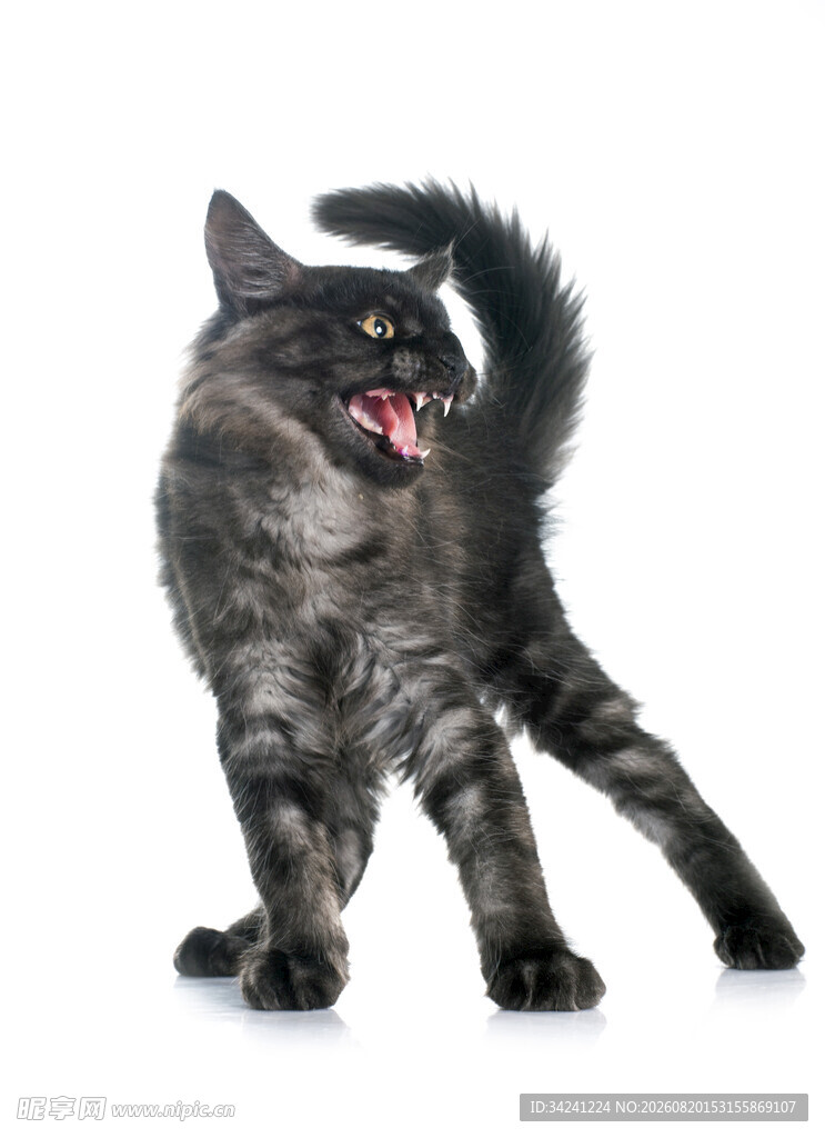 张牙舞爪的可爱小猫咪