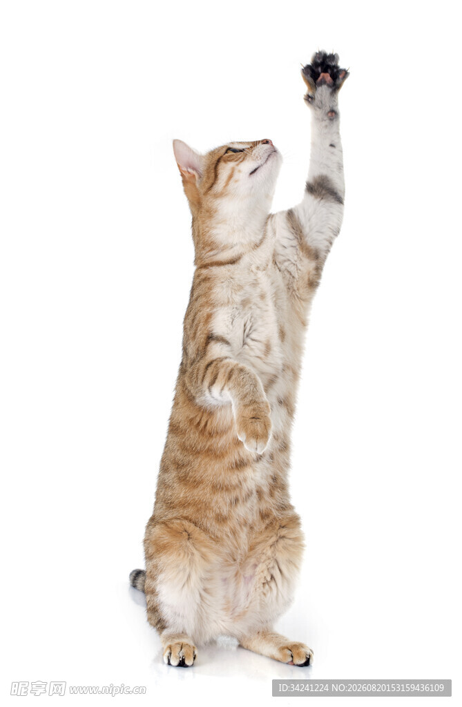 猫咪站立高举爪子
