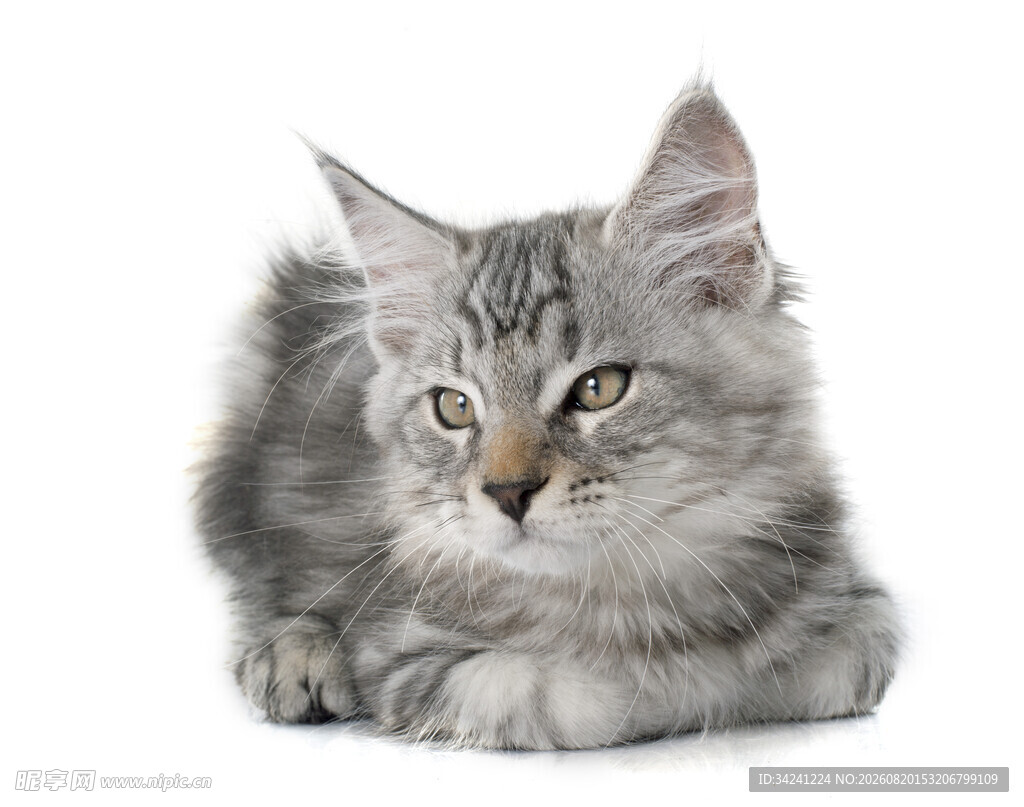 可爱灰毛小猫趴卧