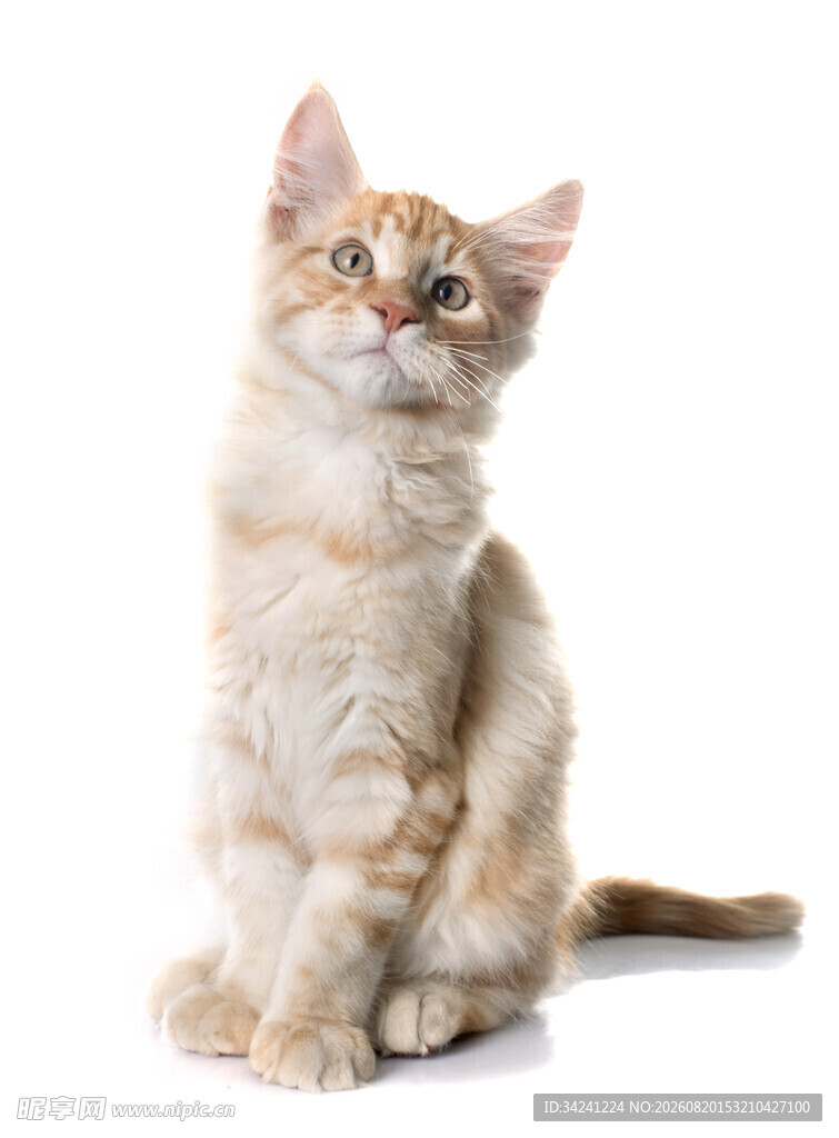 可爱橘猫抬头望