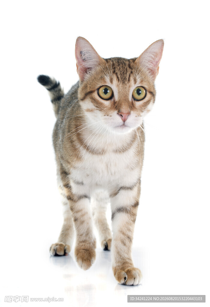 可爱斑纹猫迈步前行
