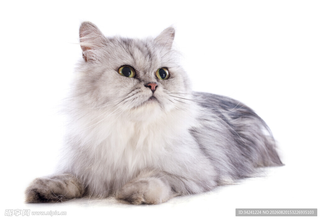 可爱长毛猫的优雅姿态