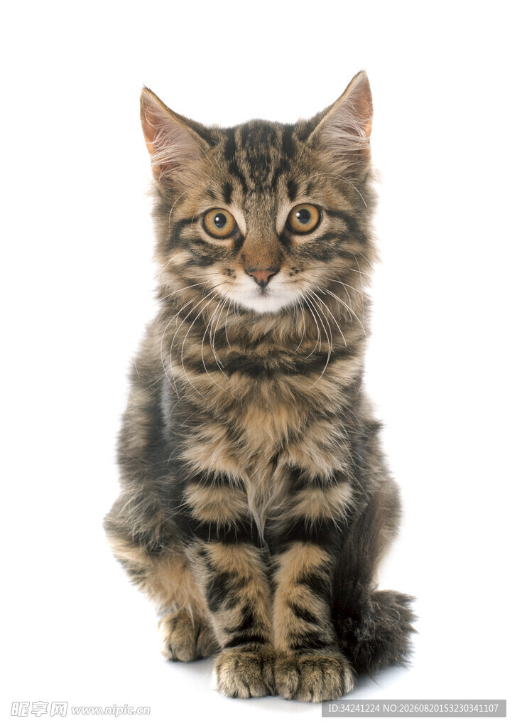 可爱条纹小猫端坐