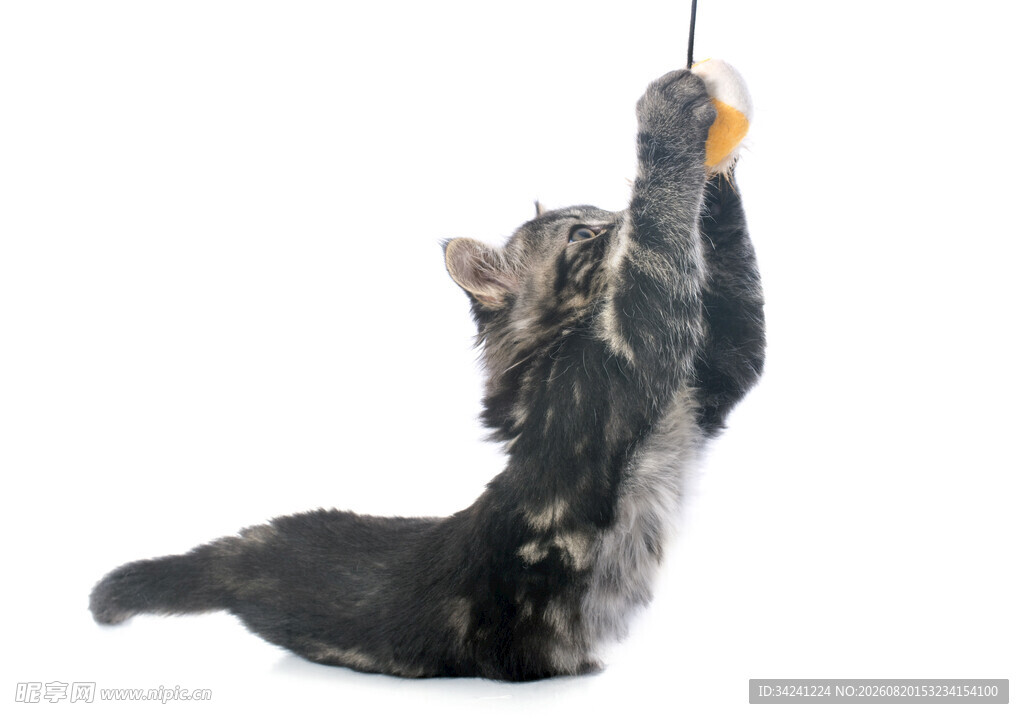 小猫跃起抓逗猫棒