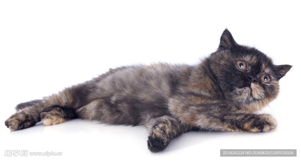 慵懒猫咪惬意躺卧
