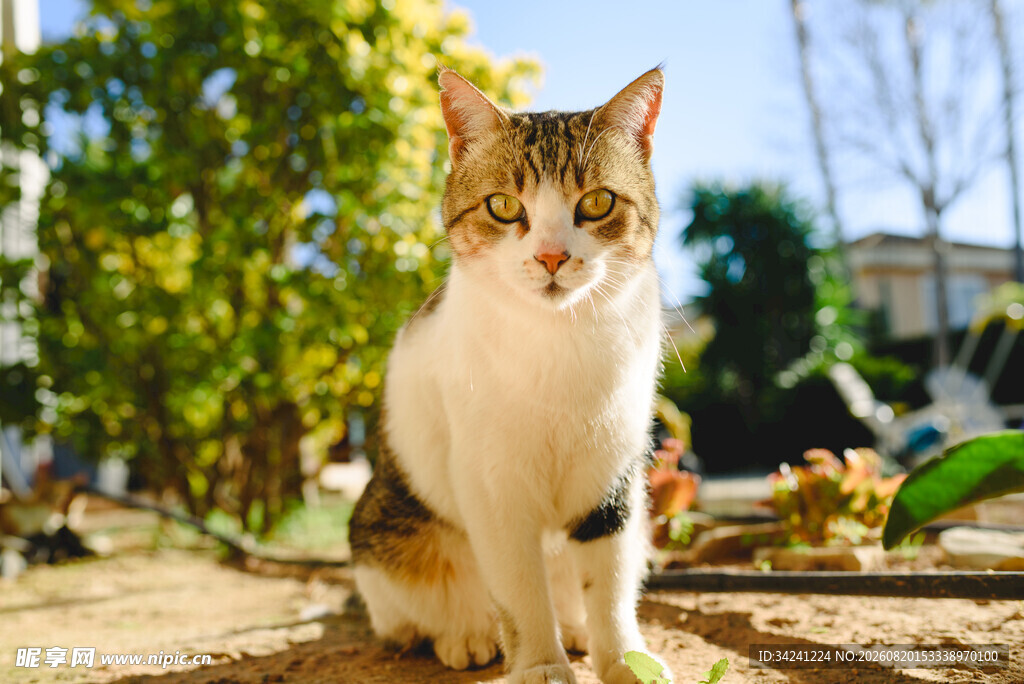 阳光下的可爱猫咪