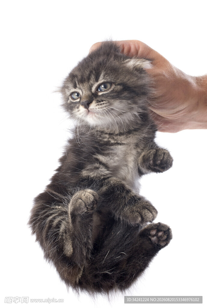 可爱小猫被温柔抚摸