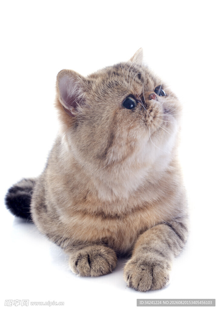 可爱猫咪仰头望