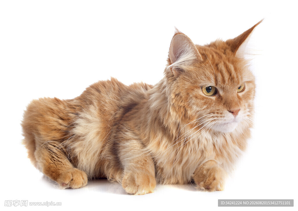 可爱缅因猫安静蹲坐