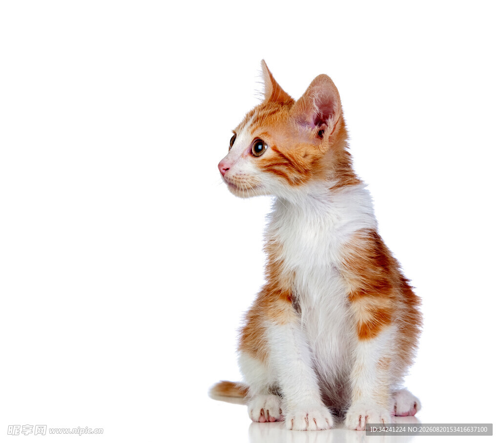 可爱橘白小猫侧坐