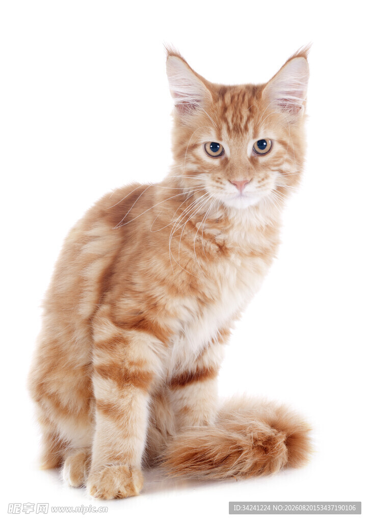 可爱橘色小猫乖巧坐姿