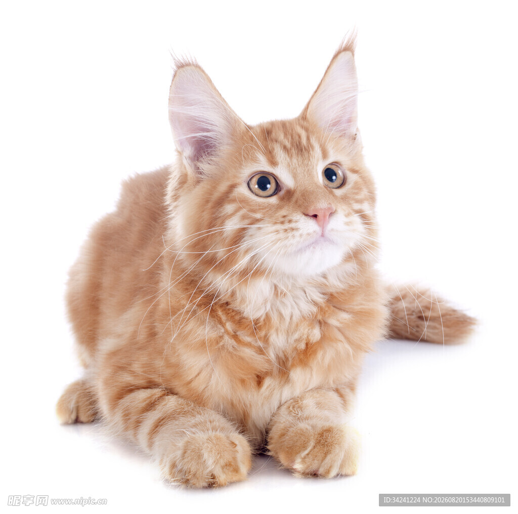 可爱橘色缅因猫趴卧