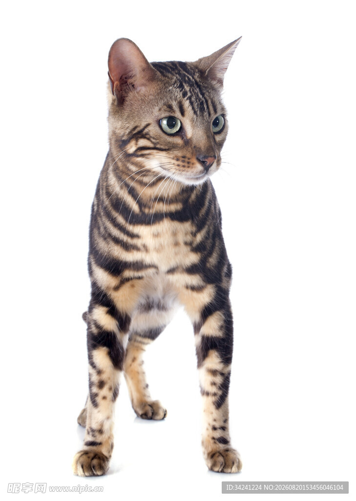 站立的斑纹猫咪