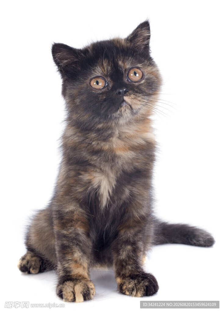 可爱玳瑁小猫抬头张望