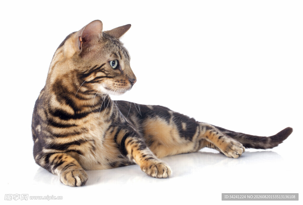 趴着的斑纹猫