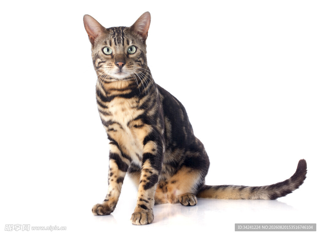 坐着的斑纹猫咪