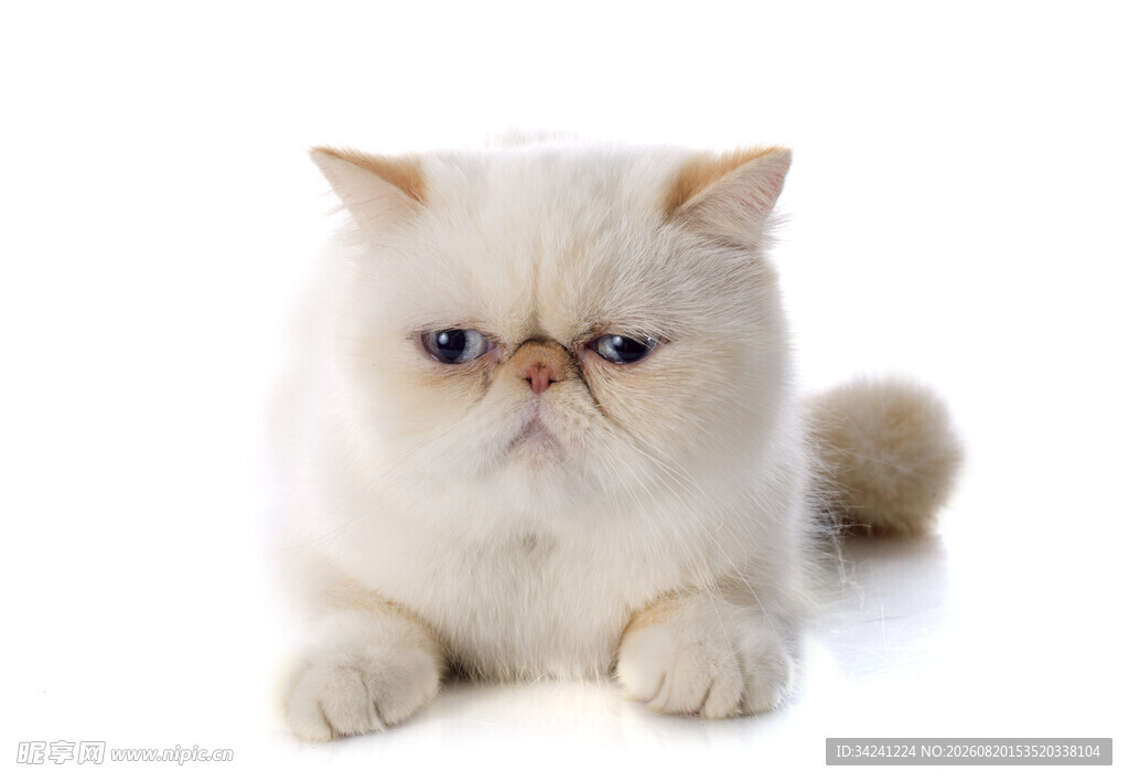 可爱波斯猫趴卧