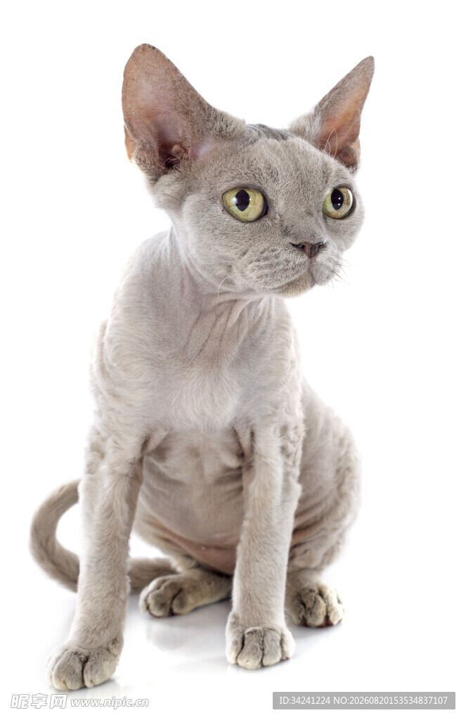 无毛猫特写