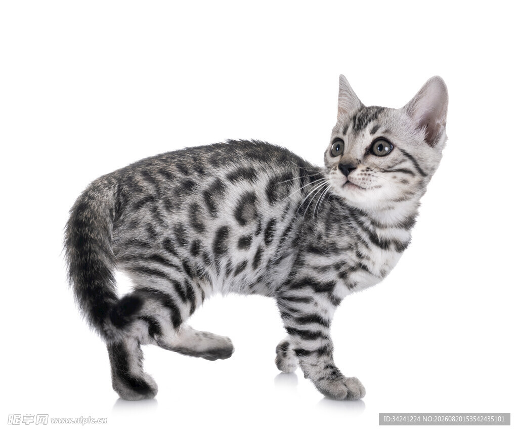 斑纹小猫扭头好奇张望