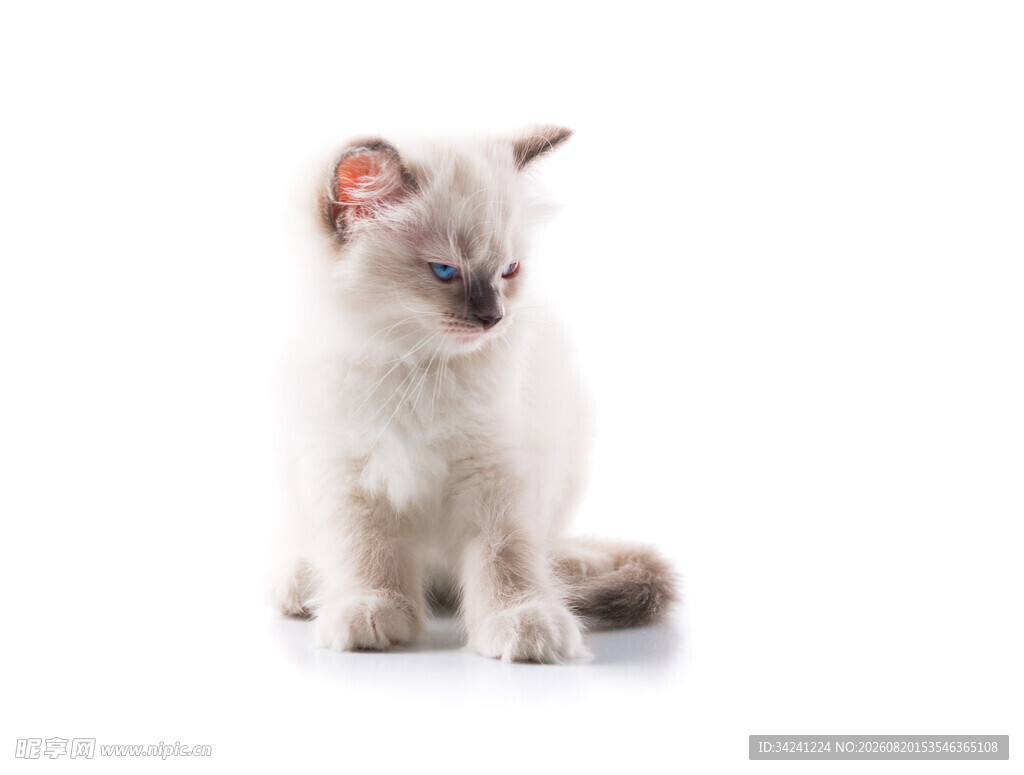 可爱小猫咪端坐
