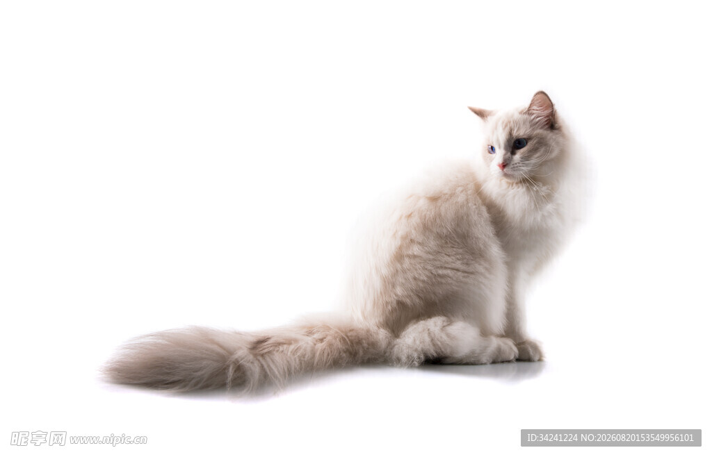 可爱长毛猫优雅坐姿