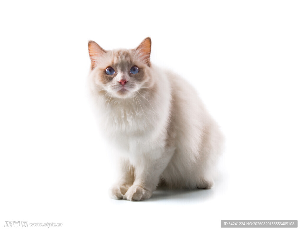 可爱布偶猫端坐