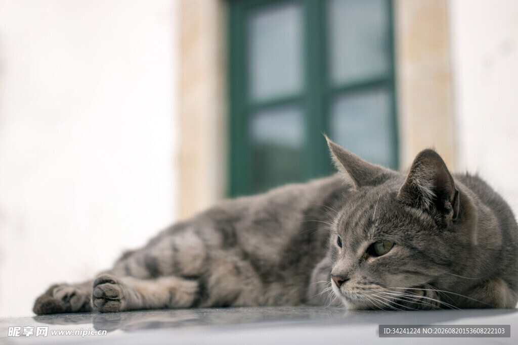 慵懒猫咪惬意趴卧