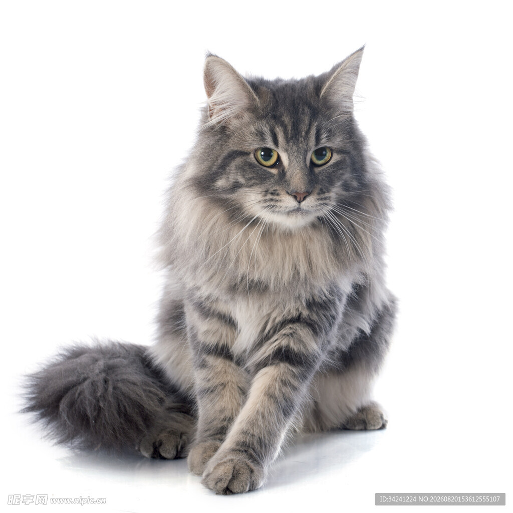 长毛灰猫优雅端坐