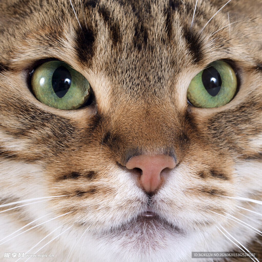 绿眼萌猫特写