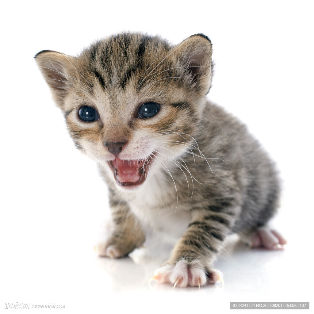 张嘴小奶猫