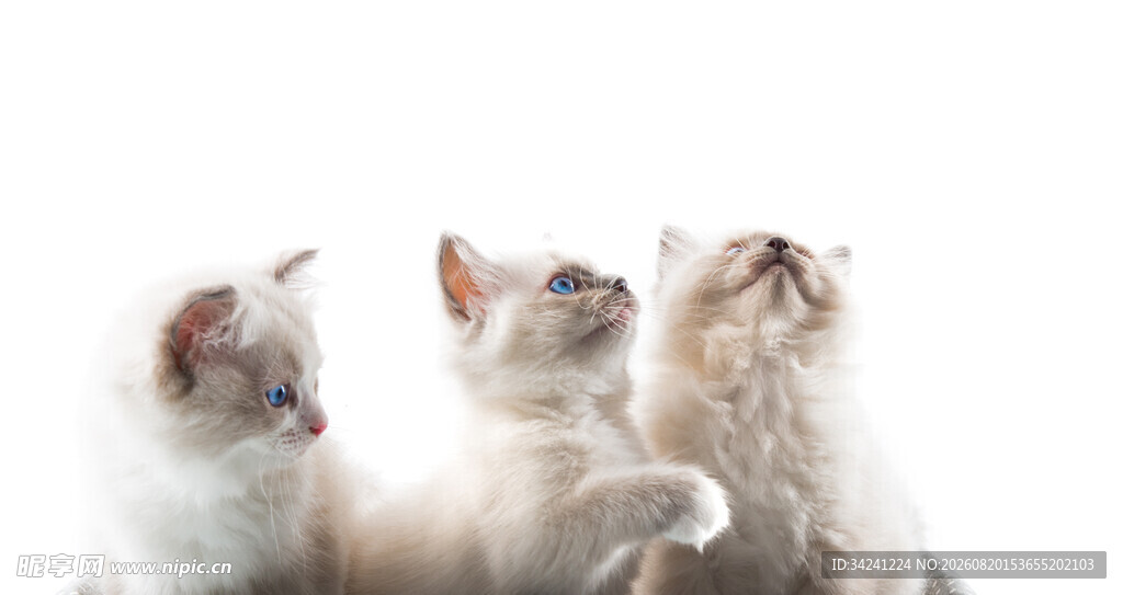 三只可爱小猫仰头张望
