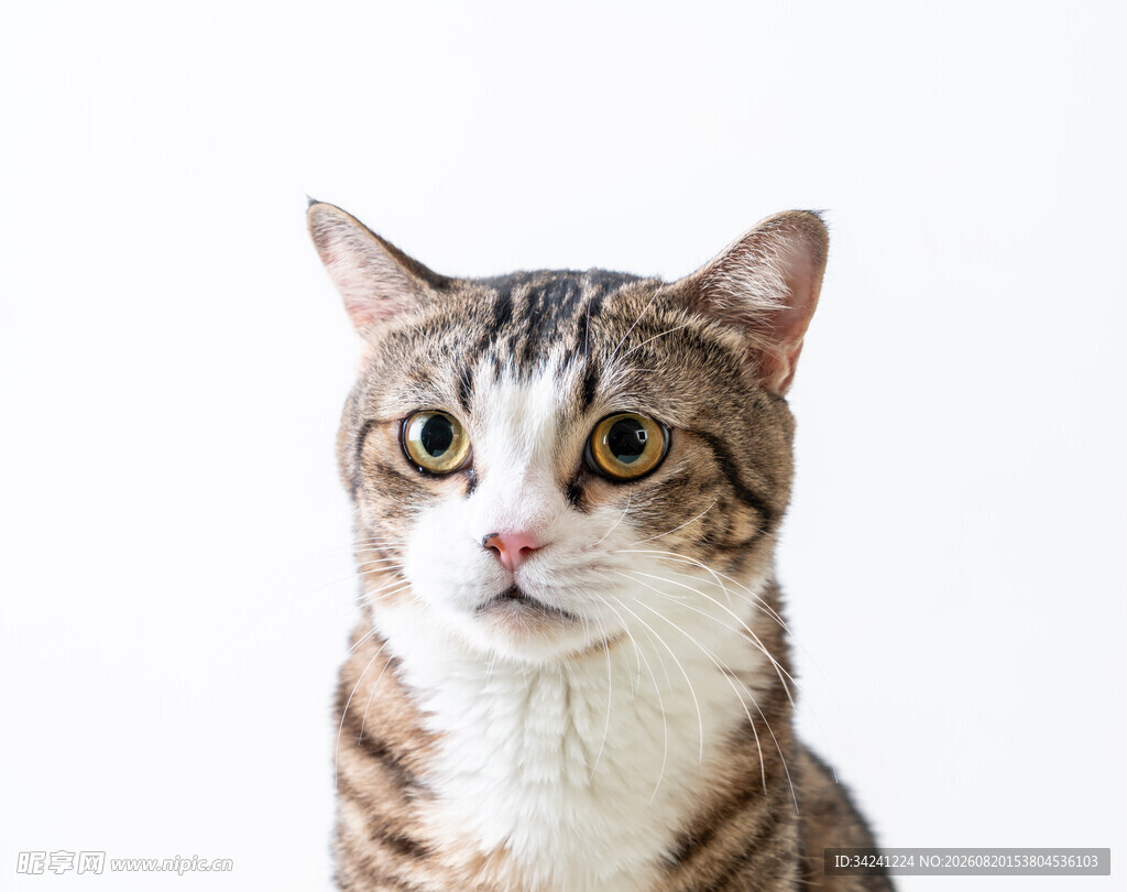 可爱斑纹猫的特写
