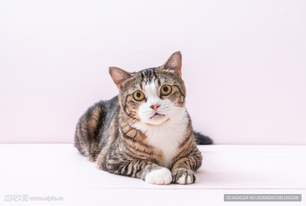 可爱斑纹猫趴坐
